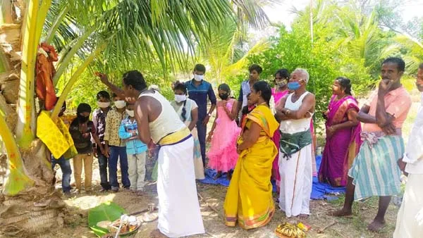 coconut tree Ponnamaravathi Pudukkottai 